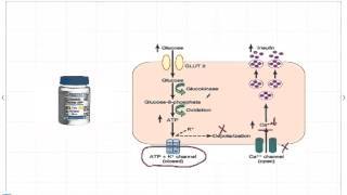 Mechanism of sulfonylurea action [upl. by Ainessey]