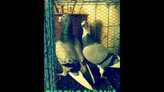 Pellumba Hunderra vendi Albania Fier Pigeon Racing PIGEON 7 ALBANIA [upl. by Mab]