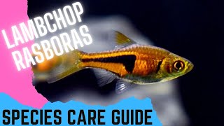 Espei Rasboras Lambchop Rasboras  Species Care Guide [upl. by Ahsil]