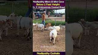 Micro mini cows cute life village farm trending youtube tiktok yt reel [upl. by Gertrude]