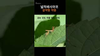 넓적배사마귀 약충ㅣHierodula patellifera 곤충 [upl. by Comras]