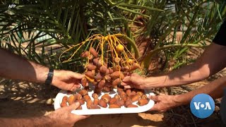 Israel Harvests Dates from 2000 Year Old Seeds [upl. by Walley]