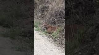 Man Has Close Encounter With Mountain Lion at a Pacifica California Trail [upl. by Josey]