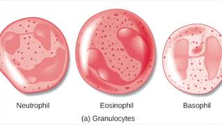 Polynucléaires ou Granulocytes [upl. by Kired]