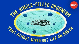 How a singlecelled organism almost wiped out life on Earth  Anusuya Willis [upl. by Enyluqcaj]