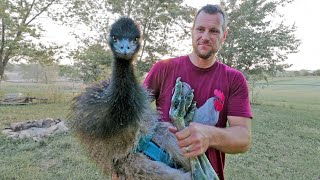 The hardest part about having emus in your yard… [upl. by Lundt]