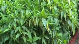 Know your Medicine plant Basak  বাসক Justicia adhatoda [upl. by Aggri665]