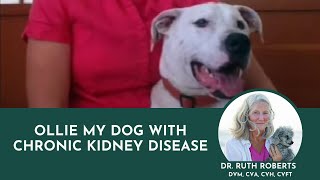 Homemade Dog Food for Kidney Disease short [upl. by Nolrev]