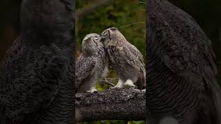 Owls Kissing 🦉💕 [upl. by Dituri]