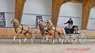 Stallion Show KWPN Gelders horse 15 April 2023 Ermelo [upl. by Swehttam]