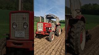 IHC 353 mit Hassia Kartoffellegemaschine 2Reiher  🥔 🥔 Kartoffeln farming landwirtschaft ihc [upl. by Tita]