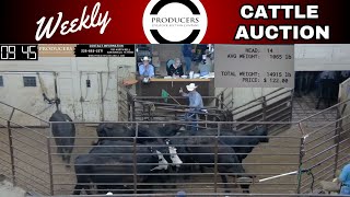 6202024  Producers Livestock Auction Company  Cattle Auction [upl. by Llerrat]