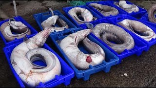 Fishing video conger eel fishery  Pescaria de congros تفري pescado congrioغ الأسماك ثعبان البحر [upl. by Annitsirhc742]