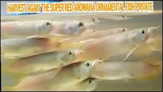 SUPER RED AROWANA FISH CHILDREN [upl. by Saile]