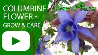 Columbine flower  grow and care Aquilegia plant [upl. by Leahcir]