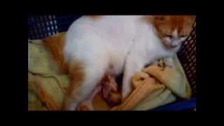 LIVE Istimewa kucing melahirkan baby cats [upl. by Jacobo]