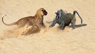 Baboon vs Leopard  Baboon Win ► Jarade Chanel [upl. by Ayila305]