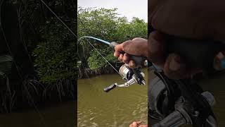 Mancing iwak bonus sangkutan mancing fishing [upl. by Aihsela]