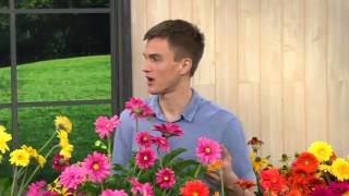 Robertas 4pc Sweet Series Garvinea Hardy Gerber Daisies on QVC [upl. by Ringe407]