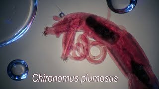 CHIRONOMUS PLUMOSUS larvae [upl. by Dirraj818]