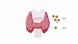 Understanding thryroid hormone production [upl. by Noirb]