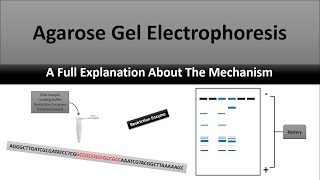 Gel Electrophoresis and Gel Analysis [upl. by Bridgid]