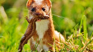 The Untamed Stoat Revealing Natures Wildest Secret [upl. by Aurelia]