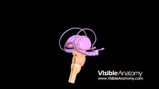 Brain Interior  Royaltyfree Medical HD footage amp 3D Models [upl. by Ocire]