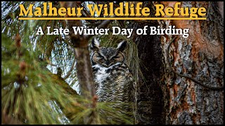 Malheur Wildlife Refuge A Late Winter Day of Birding [upl. by Adilen]