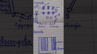 Structure of zygomycota and ascomycota [upl. by Erodoeht]