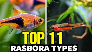 The 11 Best Types of Rasboras 🐟 [upl. by Etnahc597]