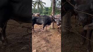 Manjeri cholakkal cattle market cow buffalo beefcattle bull [upl. by Delfeena784]