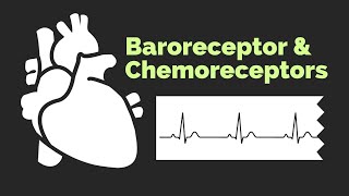 Baroreceptors and Chemoreceptors  Physiology Review  200 MCQ  2016 [upl. by Oivalf921]