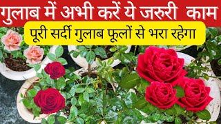 गुलाब के पौधे में सर्दी से पहले कर ले जरूरी कामआएंगे ढेरों फूलRose Care Tips For Maximum Flowering [upl. by Greiner]