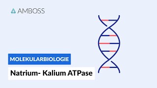 Funktionsweise der NatriumKaliumATPase  Biochemie  Physiologie  AMBOSS Video [upl. by Lacsap]