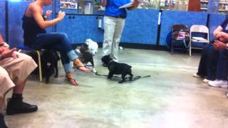 Puppy training class at Petsmart Level 1 [upl. by Aleemaj]