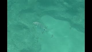 Snorkelen  Snorkeling at beach of RIU Palace Cabo Verde  Island Sal  Santa Maria  Cape Verde [upl. by Antonella]