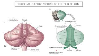 Introduction to Neuroscience 2 Lecture 10 Cerebellum [upl. by Oxford336]