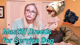 Top 3 Mastiff Breeds for Service Dog Work  Molosser Monday 2 [upl. by Anaed]