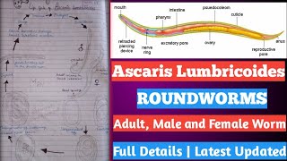 ascaris Lumbricoides  life cycle of ascaris Lumbricoides  एस्केरिस लुम्ब्रिकोइड्स क्या है [upl. by Bergren]