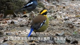 202407220805 悠鶴旅遊 沙巴賞鳥 二四 [upl. by Magnolia]