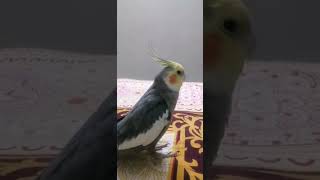 Messenger ringtone bird cockatiel performingarts sing birdlover [upl. by Patricio]