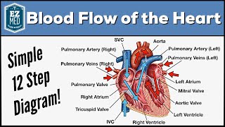 Blood Flow Through the Heart Made Easy  Cardiac Circulation Animation [upl. by Adala780]