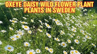 The Oxeye daisy wild plants  From our garden  Pilipina in Sweden [upl. by Calysta558]