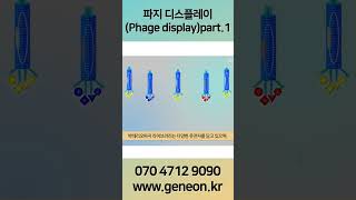 바이오 amp 생명 공학 지식파지 디스플레이Phage displayPart1 shorts [upl. by Sharla]