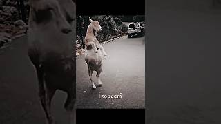 Goat vs GOAT funk edit aftereffects capcut trollface phonk alightmotion football soccer [upl. by Irrehc]