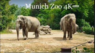 Zoo  Munich Zoo  Hellabrunn Zoo  Münchner Tierpark Hellabrunn 4K [upl. by Saleem]