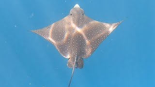 Snorkeling Maldives 122022 House reef hotel Lily Beach [upl. by Dnalel862]