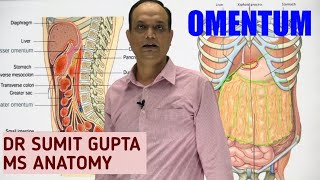 PERITONEUM Part 2  OMENTUM [upl. by Eerot]