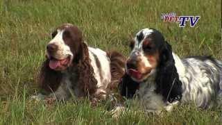 English Cocker Spaniel Informationen zur Rasse [upl. by Ioj]